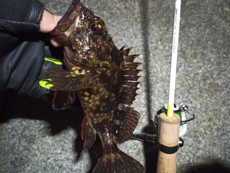 2023/02/11 南港ライトゲーム釣行…