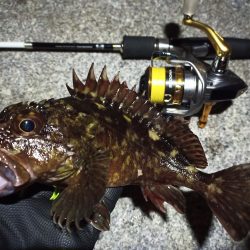 2023/02/12 南港ライトゲーム釣行