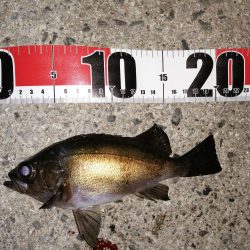 アジがおりません