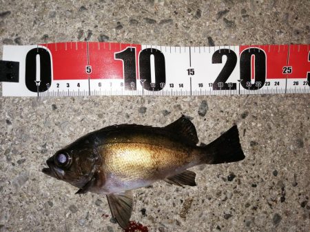 アジがおりません