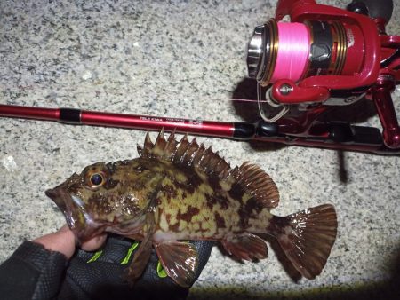 2023/02/16 南港ライトゲーム釣行