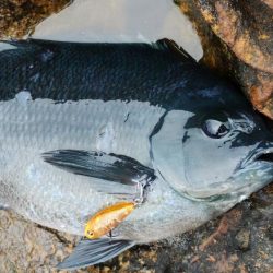 メバルルアーにグレ