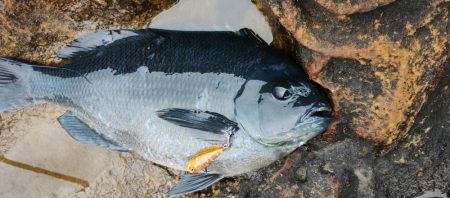 メバルルアーにグレ