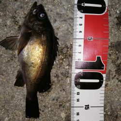 またメバルですが