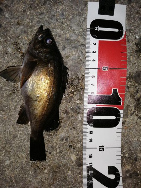 またメバルですが