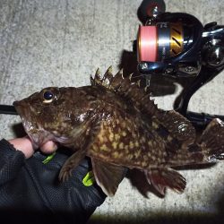 2023/02/22 南港ライトゲーム釣行