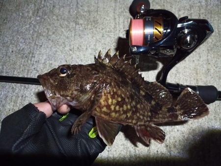 2023/02/22 南港ライトゲーム釣行…