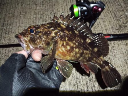 2023/02/24 南港ライトゲーム釣行…