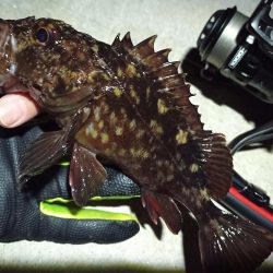 2023/02/27 南港ライトゲーム釣行