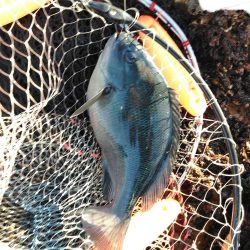 フカセ‥最高ですネ・・