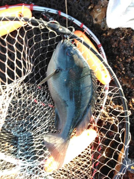 フカセ‥最高ですネ・・