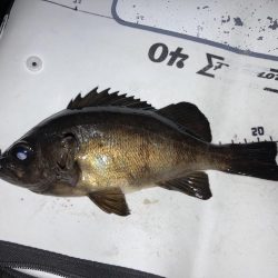 嬉しいメバルにカサゴ7匹！