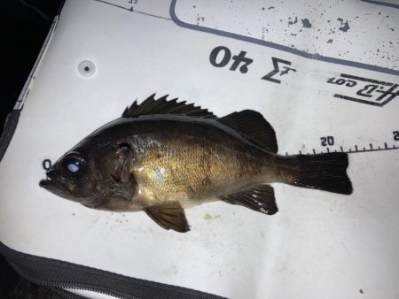 嬉しいメバルにカサゴ7匹！