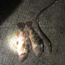 小豆島旅行中の釣り