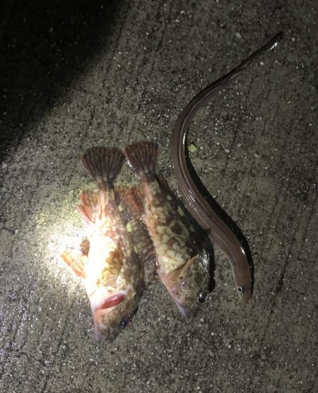 小豆島旅行中の釣り