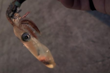 ヒイカエギング