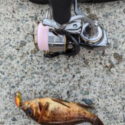 デイメバリング