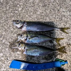 初フロートリグ釣行