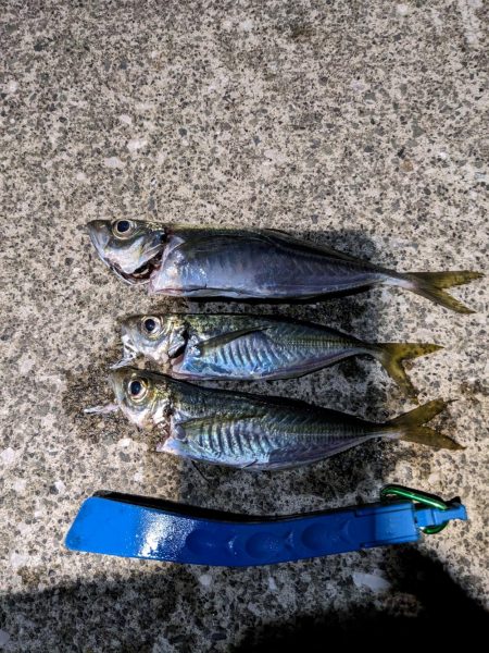 初フロートリグ釣行