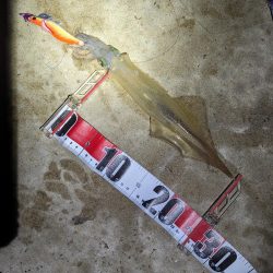 はぐれヤリイカ