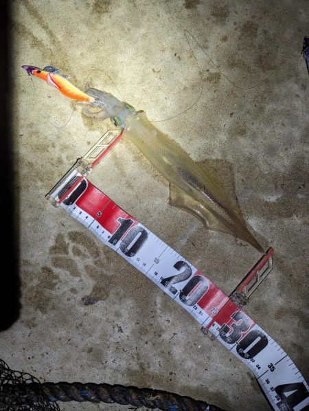 はぐれヤリイカ