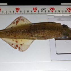 ヤリイカエギング