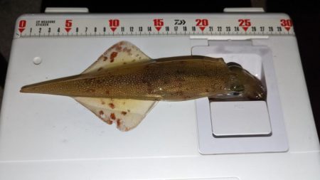 ヤリイカエギング