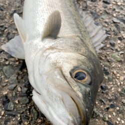 シーバス入れ食い