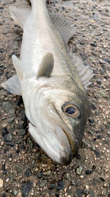 シーバス入れ食い