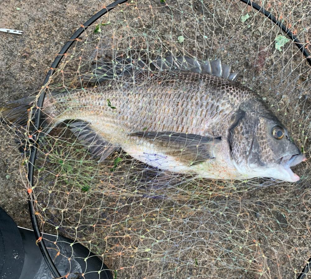 チヌからの挑戦状