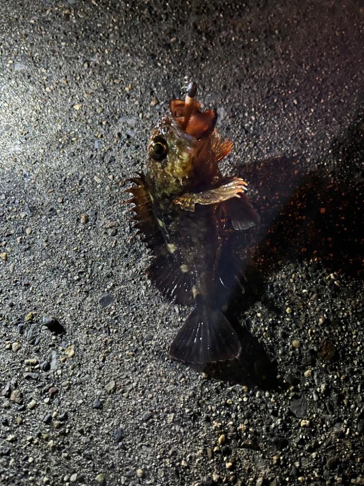 四日市、朝の根魚ライトゲーム