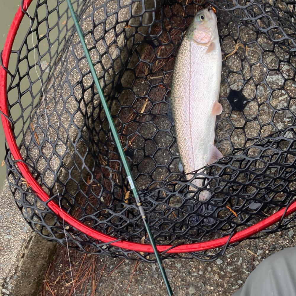 庄原リベンジトラウト無事つ抜け！