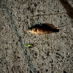 やっと釣れた🥺