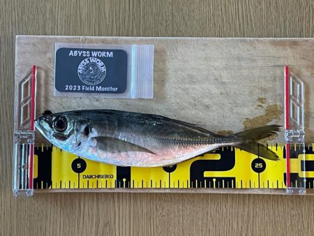 楽しいアジング