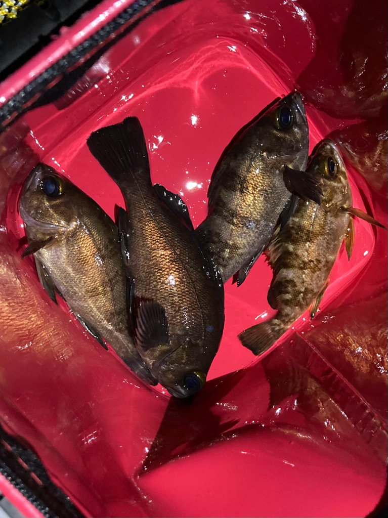 メバルぽろぽろ