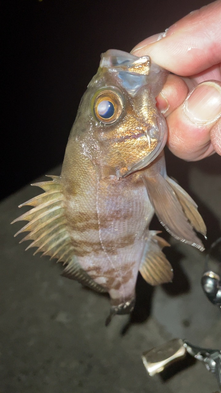 久しぶりのメバリング♪