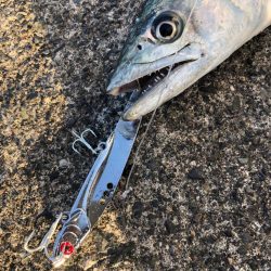 サワラはどこ？