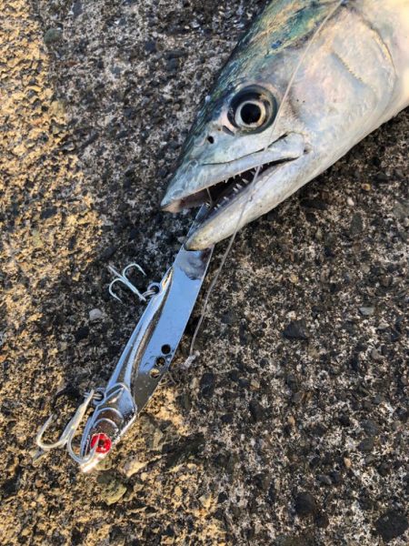 サワラはどこ？