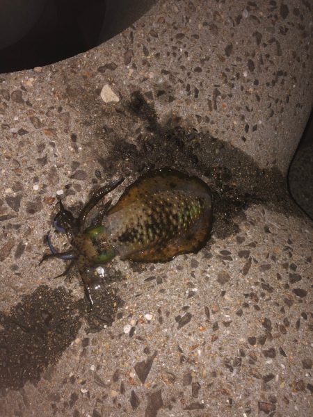 今日もヤリイカ狙ってみます(՞߹ - ߹՞…