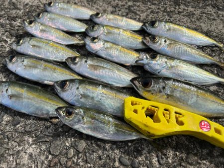 鯵を探して三千里Vel.31