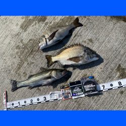 風も無くベタ凪の暖かい日