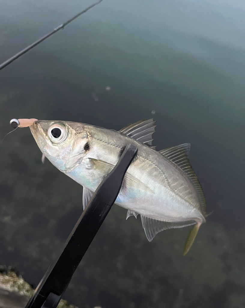 夕まずめアジング