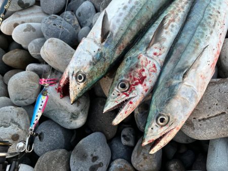 マキマキでサゴシ連発！