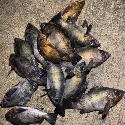 淡路メバリング