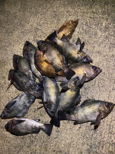 淡路メバリング