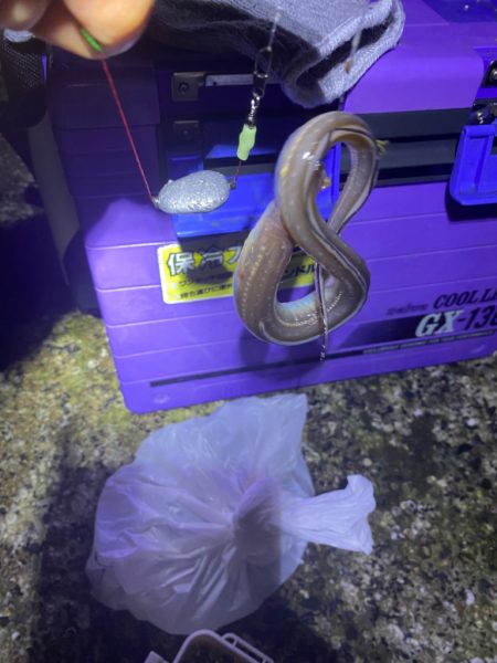 水温低下で我慢の釣り