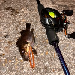 メバルプラッキング