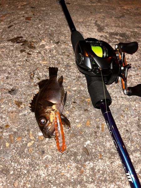 メバルプラッキング