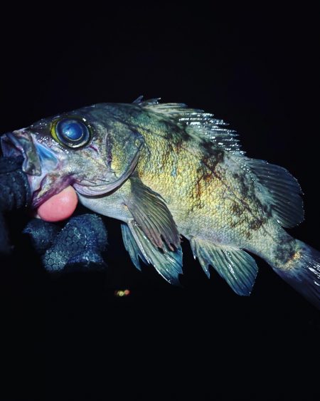 メバルプラッキングでブルーバック