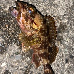 久しぶりのライトゲーム